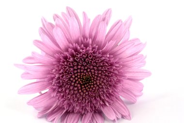 Chrysanthemum clipart