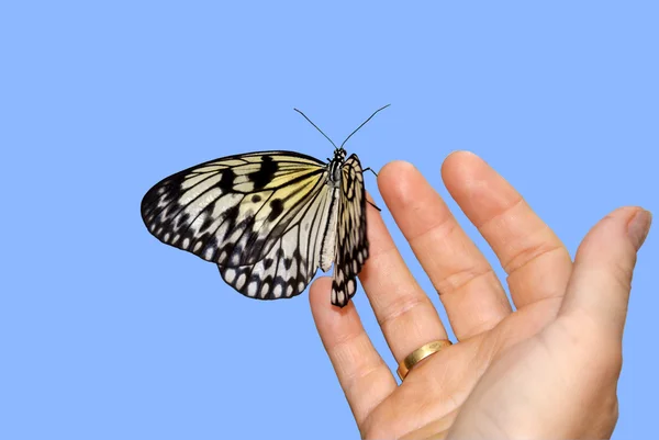 Stock image Butterfly