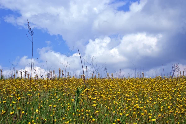 Flores de verano — Foto de Stock