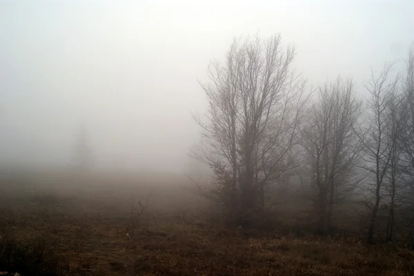 Nebel — Stockfoto