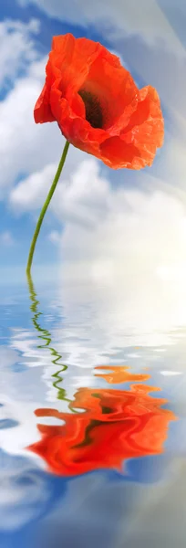 Papoula na água — Fotografia de Stock