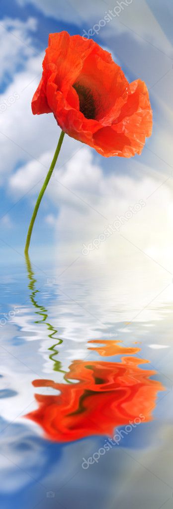 Poppy in water