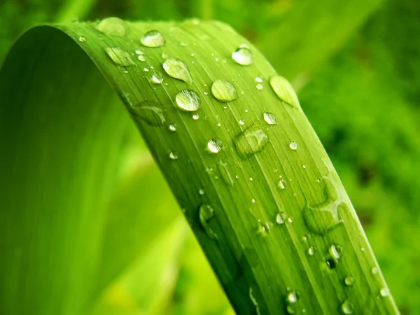 Gentile leaf — Stock Photo, Image