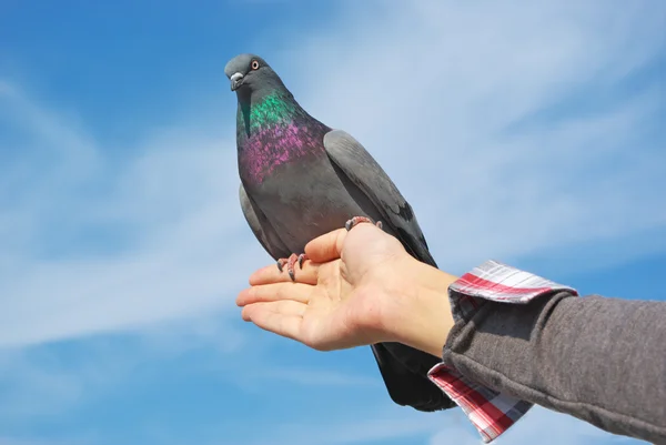 Taube zur Hand — Stockfoto