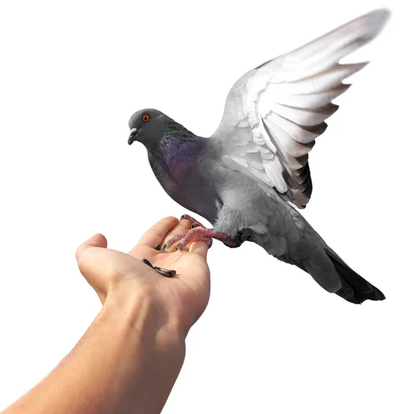 Dove on hand — Stock Photo, Image