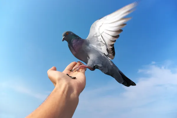 Pigeon on hand — Stock Photo, Image