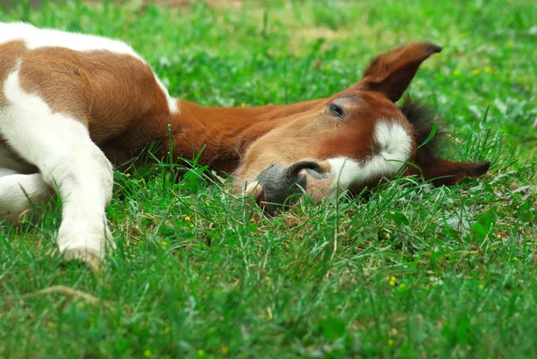 子馬を眠っています。 — ストック写真