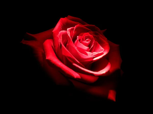 Rosa en la oscuridad — Foto de Stock