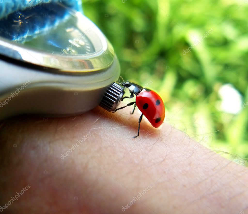 Ladybird tries stop the time.