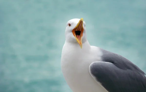 Screaming gull — Stock Photo, Image