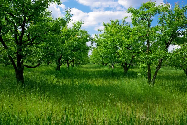 stock image Big field of trees