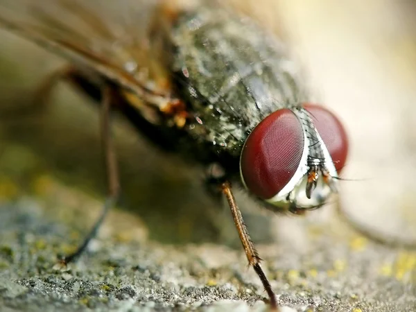 Macro mosca —  Fotos de Stock