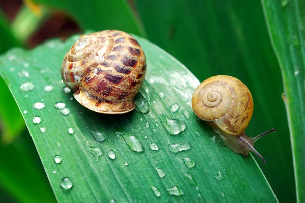 Family of snail — Stock Photo, Image