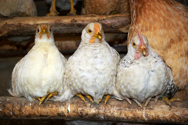 Drie kippen — Stockfoto