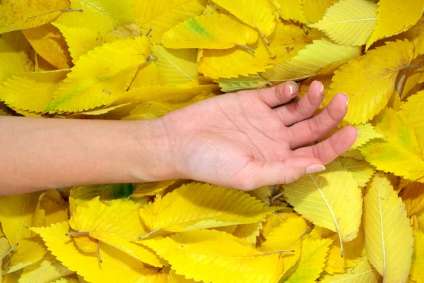 Hand on leafs — Stock Photo, Image