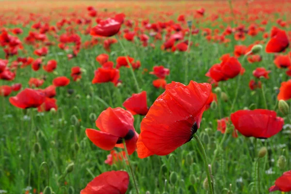 Big poppy meadow — Stock Photo, Image