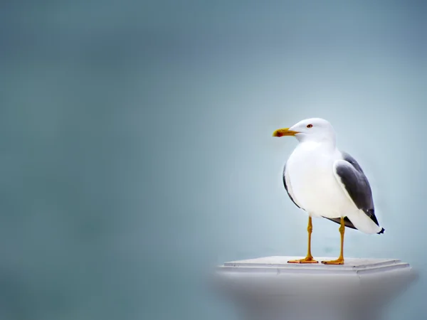 O Gull está a pensar — Fotografia de Stock