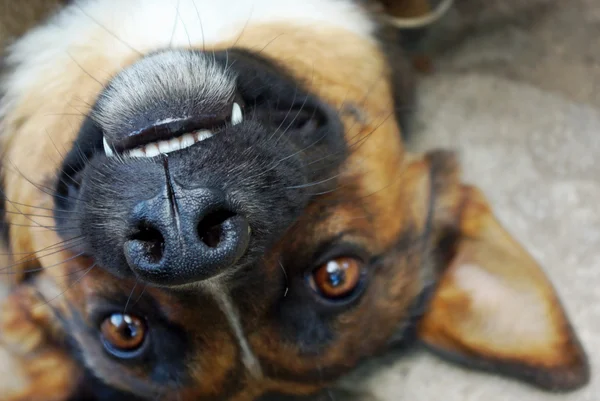 stock image Portrait of the dog