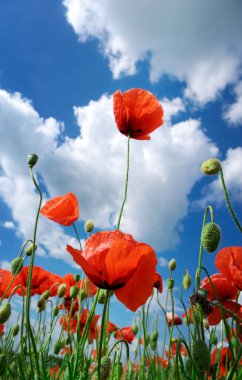 In poppies clipart