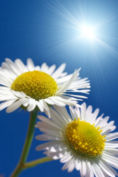 Twee daisywheels — Stockfoto