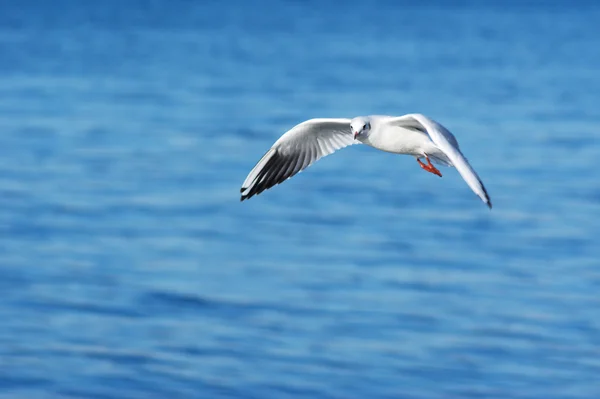 Gull and sea background — Stock Photo, Image