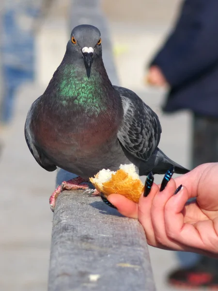 Fütterung der Taube — Stockfoto