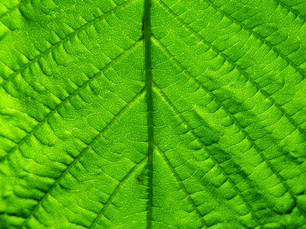 Глубокий зелёный лист — стоковое фото