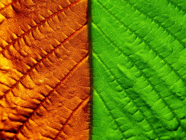 Two face leaf — Stock Photo, Image