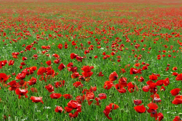 stock image Big red meadow