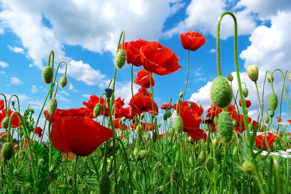 Poppys ve gökyüzü — Stok fotoğraf