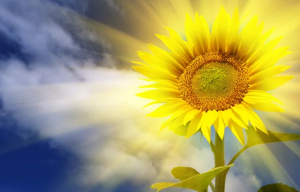 Sunflower in sky — Stock Photo, Image