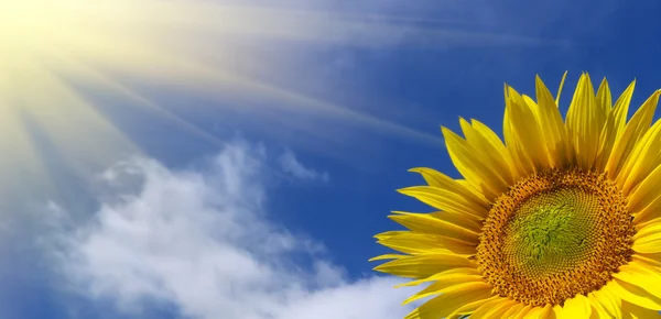 Sonnenblume am Himmel — Stockfoto