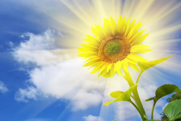 Sunflower on the sky background — Stock Photo, Image