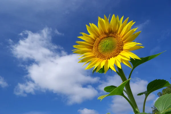 Sonnenblume auf dem Himmel Hintergrund — Stockfoto
