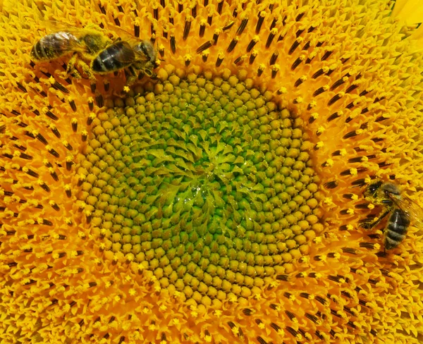 Текстура соняшника — стокове фото