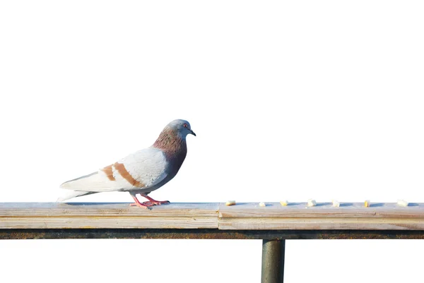 Pigeon is going to eat — Stock Photo, Image
