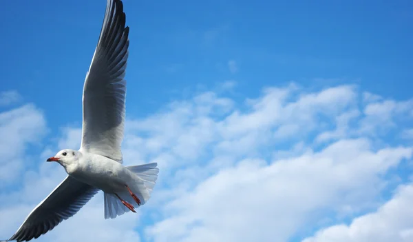 Чайка в небо — стокове фото