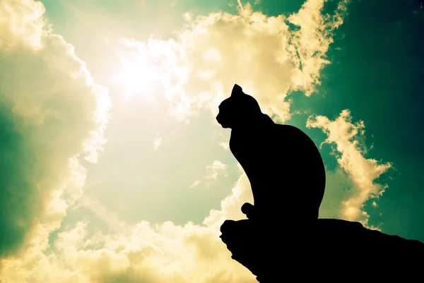 Cat and deep sky — Stock Photo, Image