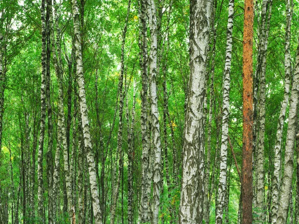 Tekstury drewna brzozowego — Zdjęcie stockowe