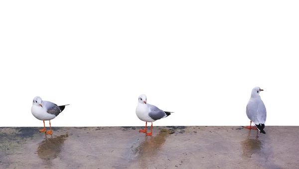 Three gulls — Stock Photo, Image