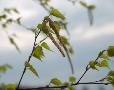 Huş ağacı yaprakları