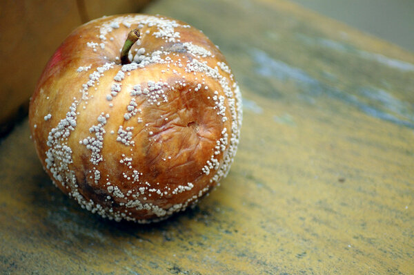 Rotten apple on a bench