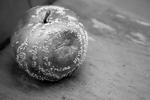 Stock image Rotten apple on a bench