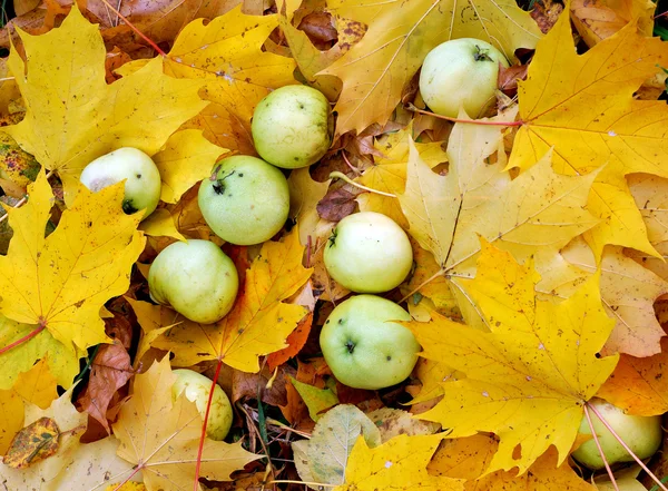 Apples on maple leave — Stock Photo, Image
