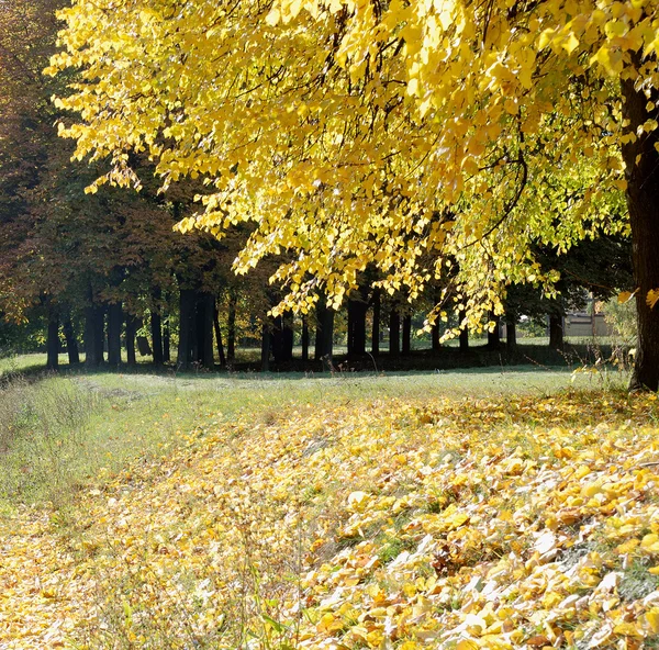 Moelleux automne — Photo