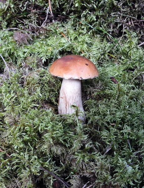 Cogumelo em musgo de perto — Fotografia de Stock