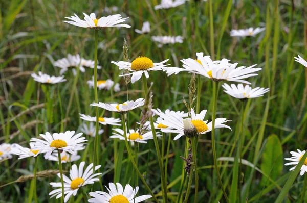 stock image Field of camomiles