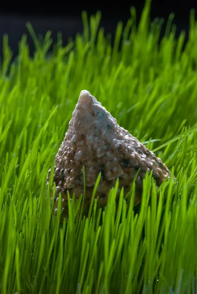 ザルガイの殻、草の上 — ストック写真