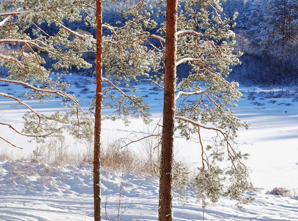 Schnee und Bäume im Winter. — Stockfoto