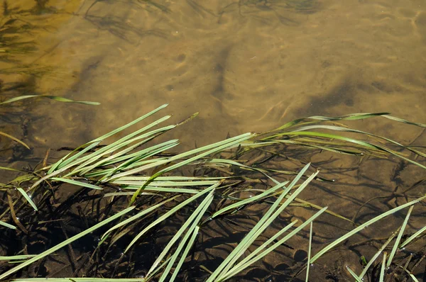 Grass in river — Stock Photo, Image